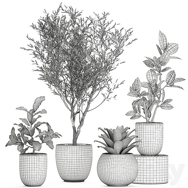 Collection of small ornamental plants in white pots with Olive tree. ficus. croton. bromelia. sapling. Set 676 3DSMax File - thumbnail 5