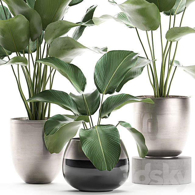 A collection of beautiful small exotic plants in a pot of Kalatea lutea. Set 683. 3d
