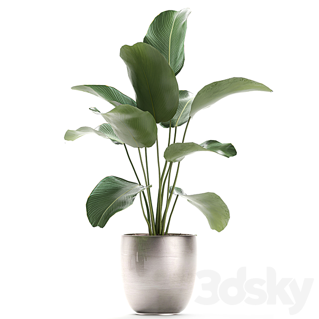 A collection of beautiful small exotic plants in a pot of Kalatea lutea. Set 683. 3dsky