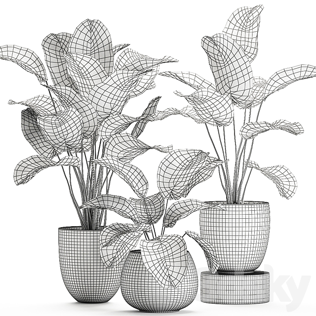 A collection of beautiful small exotic plants in a pot of Kalatea lutea. Set 683. 3dskyfree