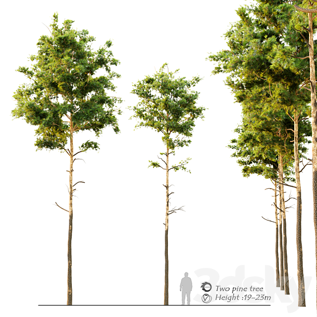 Pine tree_9 3DSMax File - thumbnail 1