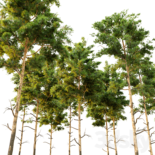 Pine tree_9 3DSMax File - thumbnail 2