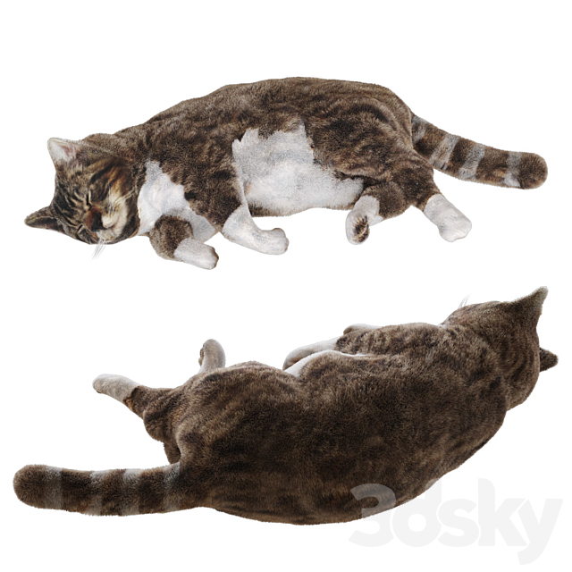 Cat 3DSMax File - thumbnail 1