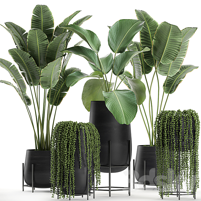 A collection of hanging plants in black pots on legs with Banana palm. Calathea lutea. Strelitzia. Krestovnik. succulents. Set 700. 3DSMax File - thumbnail 1