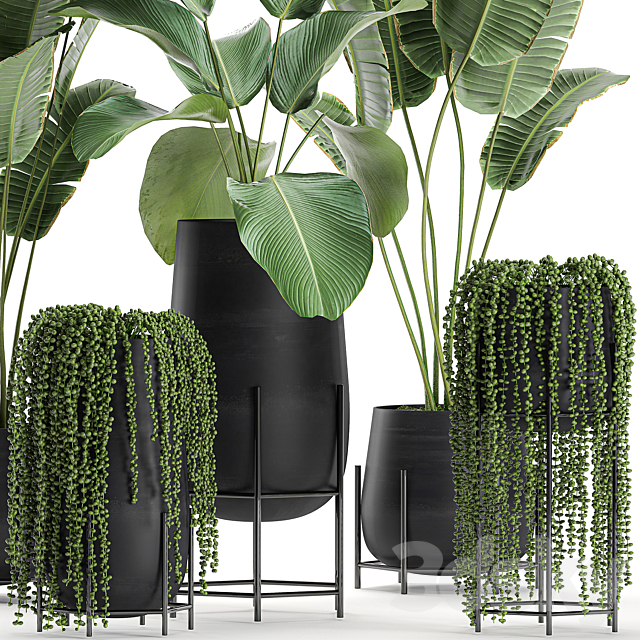 A collection of hanging plants in black pots on legs with Banana palm. Calathea lutea. Strelitzia. Krestovnik. succulents. Set 700. 3DSMax File - thumbnail 2