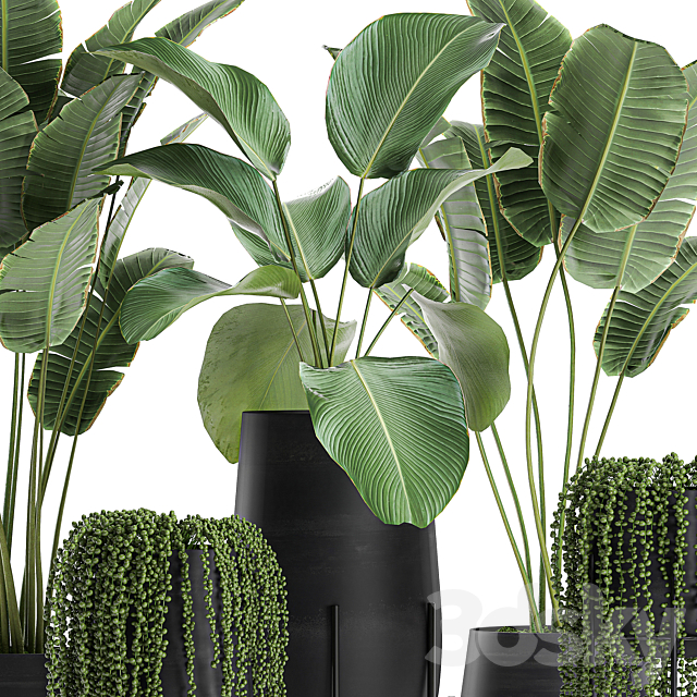 A collection of hanging plants in black pots on legs with Banana palm. Calathea lutea. Strelitzia. Krestovnik. succulents. Set 700. 3DSMax File - thumbnail 3
