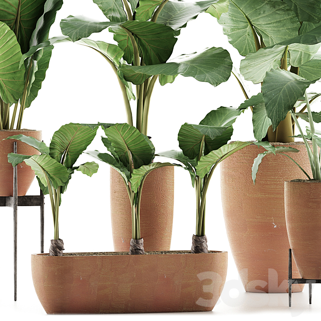 Plants Collection 31 3d