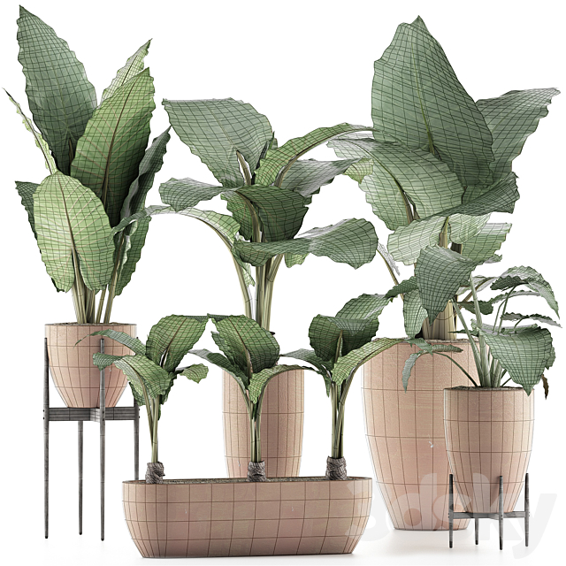 Plants Collection 31 3dsky