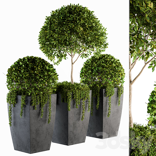 Outdoor Plants Round Topiary Tree – Set 75 3DSMax File - thumbnail 1