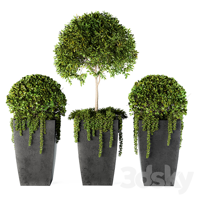 Outdoor Plants Round Topiary Tree – Set 75 3DSMax File - thumbnail 2