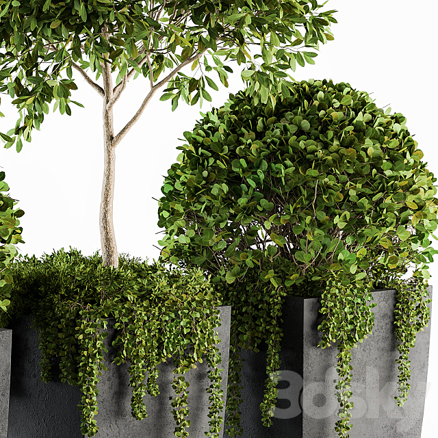 Outdoor Plants Round Topiary Tree – Set 75 3DSMax File - thumbnail 3