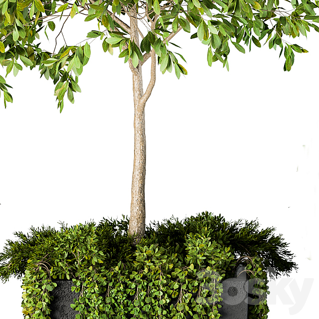 Outdoor Plants Round Topiary Tree – Set 75 3DSMax File - thumbnail 4