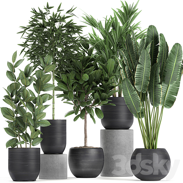 Collection of exotic plants in black pots with Bamboo bush. ficus. palm. banana. Plumeria. Set 715. 3DSMax File - thumbnail 1
