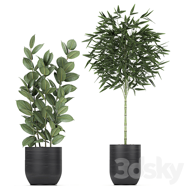 Collection of exotic plants in black pots with Bamboo bush. ficus. palm. banana. Plumeria. Set 715. 3DSMax File - thumbnail 2