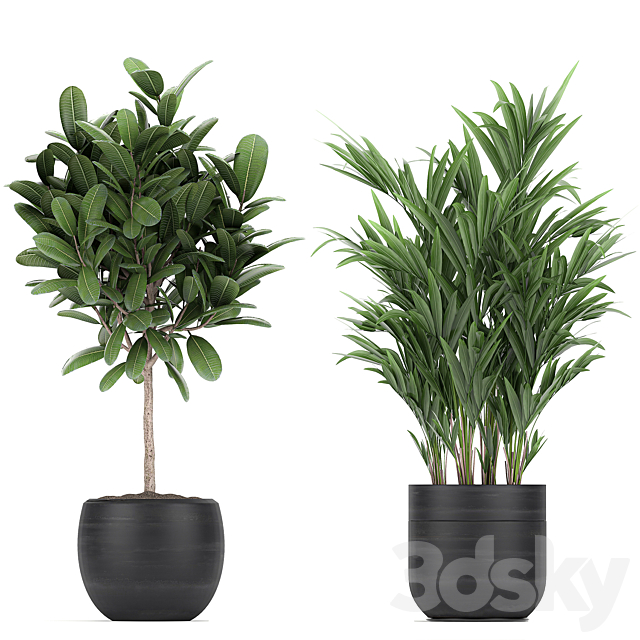 Collection of exotic plants in black pots with Bamboo bush. ficus. palm. banana. Plumeria. Set 715. 3DSMax File - thumbnail 3