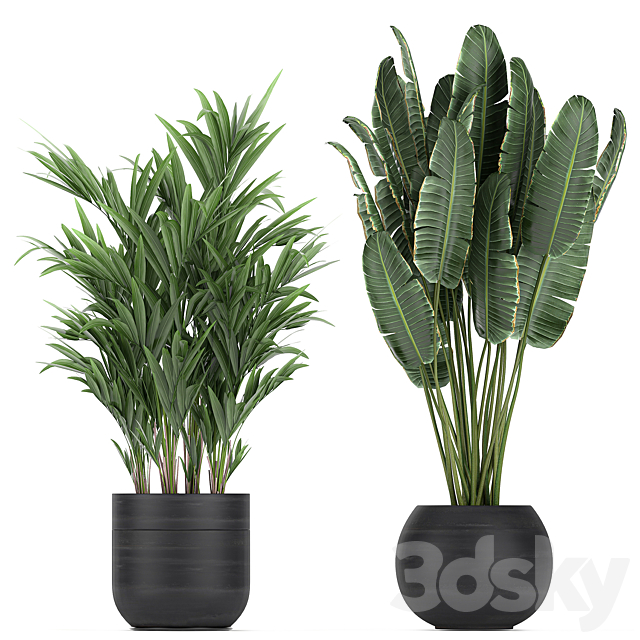 Collection of exotic plants in black pots with Bamboo bush. ficus. palm. banana. Plumeria. Set 715. 3DSMax File - thumbnail 4