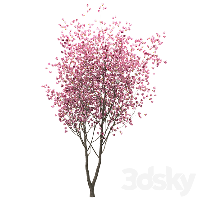 3dsky