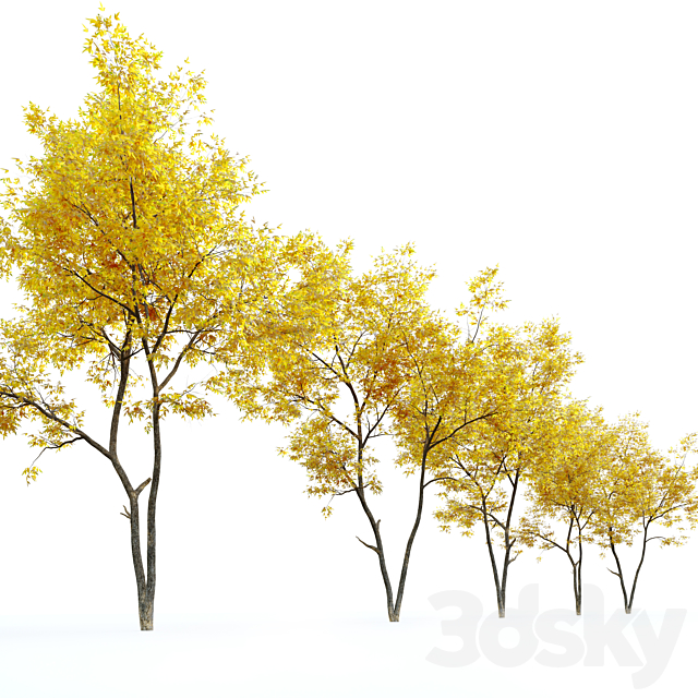 Autumn ash (Fraxinus pennsylvanica) 3DSMax File - thumbnail 2