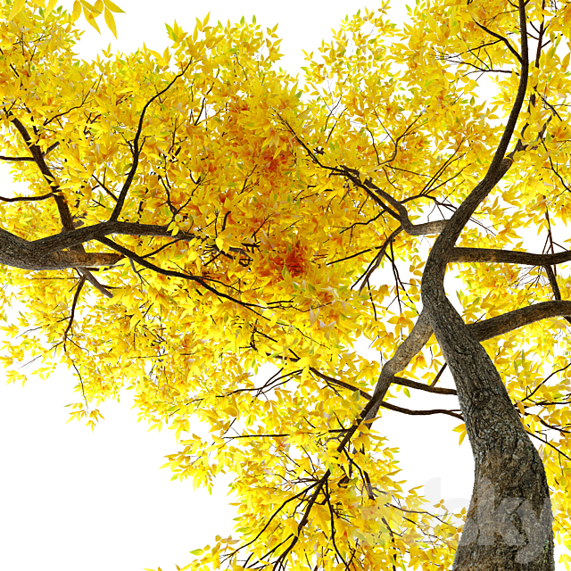Autumn ash (Fraxinus pennsylvanica) 3DSMax File - thumbnail 3