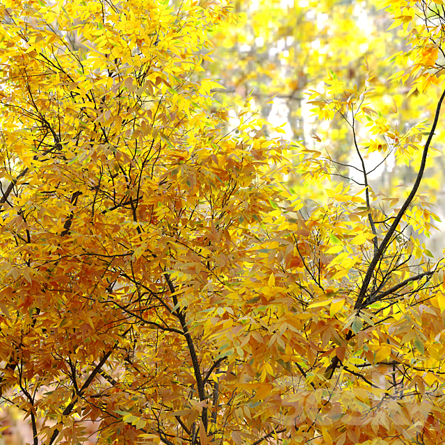 Autumn ash (Fraxinus pennsylvanica) 3DSMax File - thumbnail 4