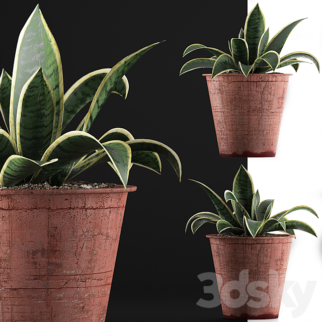 Plant collection 105 Agave 3DSMax File - thumbnail 2