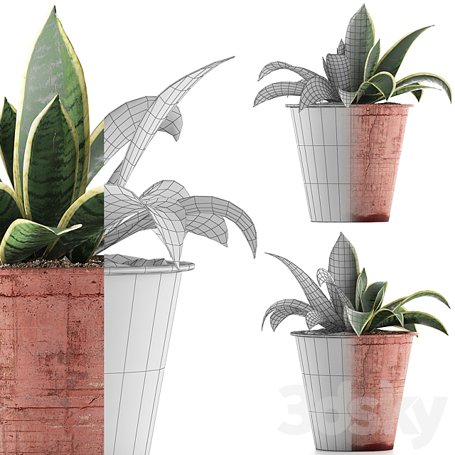 Plant collection 105 Agave 3DSMax File - thumbnail 3