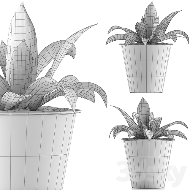 Plant collection 105 Agave 3DSMax File - thumbnail 4