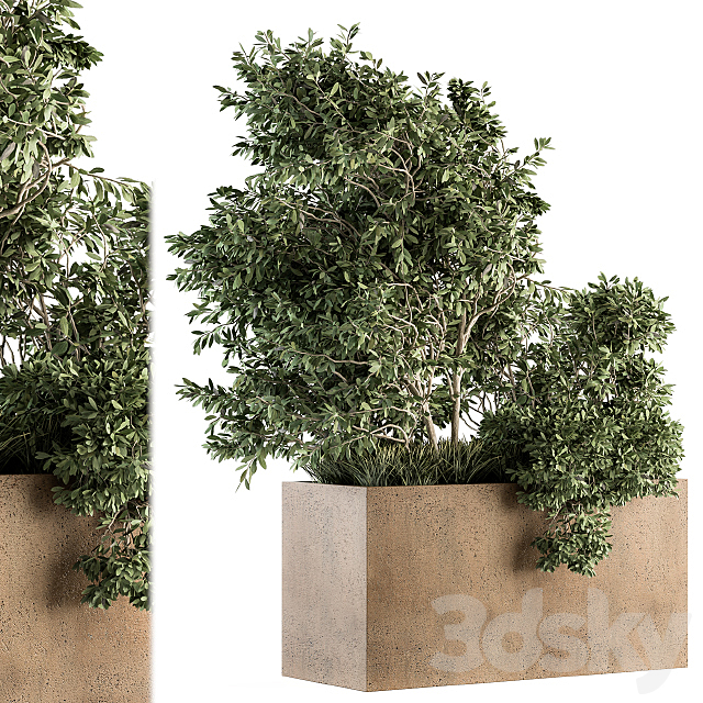 Outdoor Plants Olive – Set 82 3DSMax File - thumbnail 1