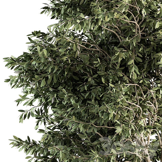 Outdoor Plants Olive – Set 82 3DSMax File - thumbnail 3