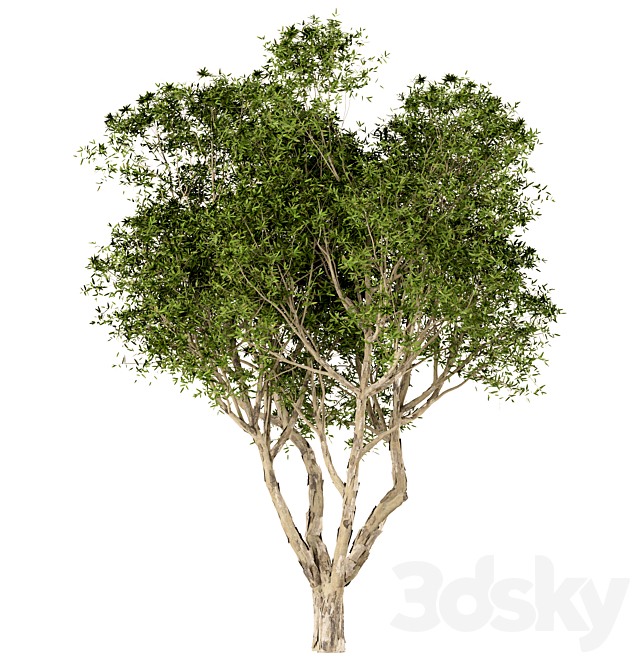 3d