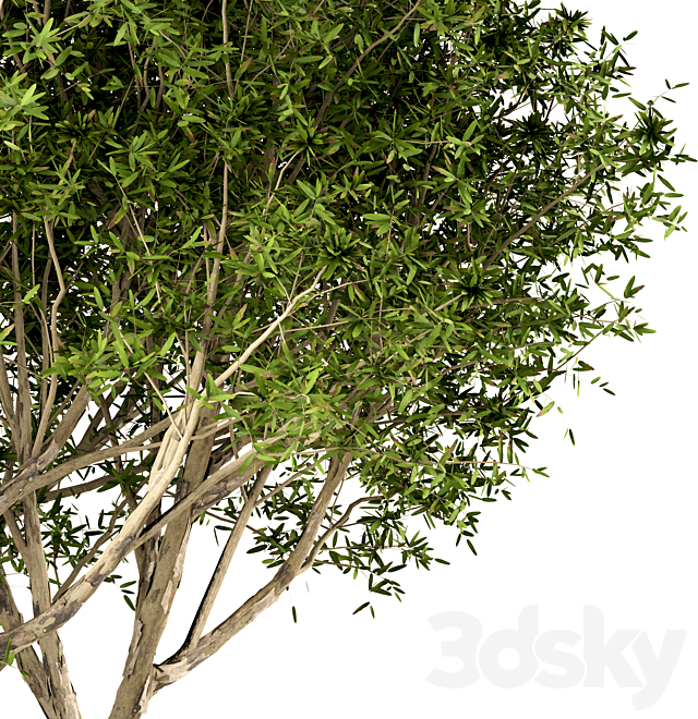 3dsky