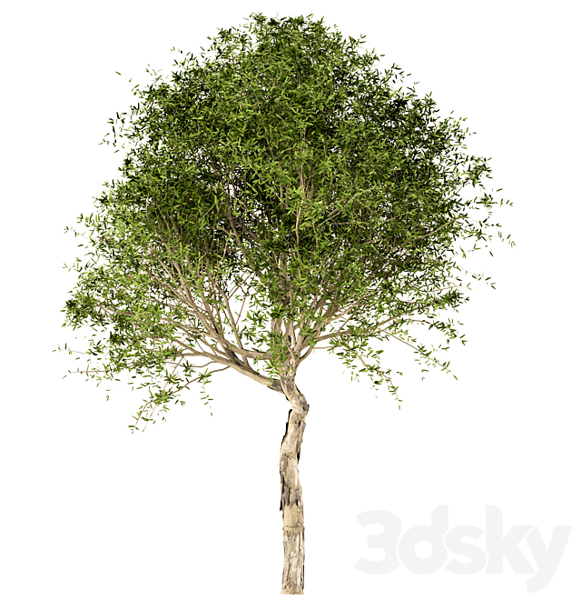 3dskyfree