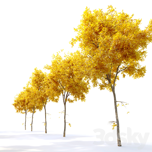 Autumn Ulmus parvifolia dynasty (Dynasty chinese elm) 3DSMax File - thumbnail 3
