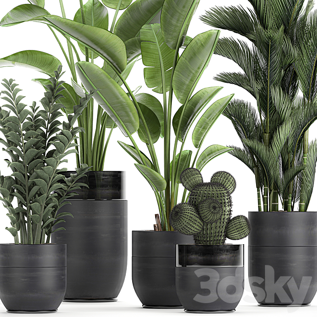 Collection of plants in black pots with Strelitzia. banana. dipsis. palm. cactus. Zamiokulkas. Set 724. 3d