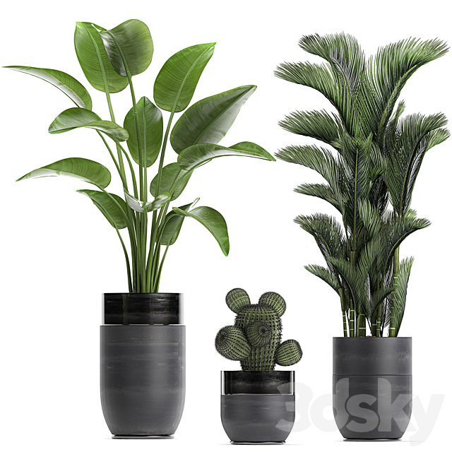 Collection of plants in black pots with Strelitzia. banana. dipsis. palm. cactus. Zamiokulkas. Set 724. 3dsky