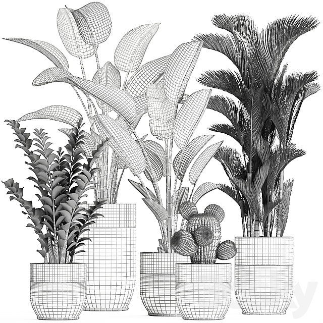Collection of plants in black pots with Strelitzia. banana. dipsis. palm. cactus. Zamiokulkas. Set 724. 3dskyfree