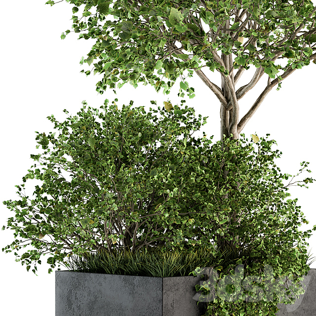 Outdoor Plants in Concrete Plant Box – Set 93 3DSMax File - thumbnail 3