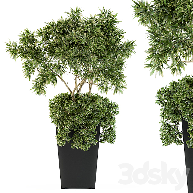 indoor Plant Set 96 – olive 3DSMax File - thumbnail 1