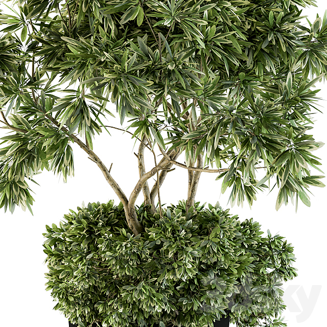 indoor Plant Set 96 – olive 3DSMax File - thumbnail 2