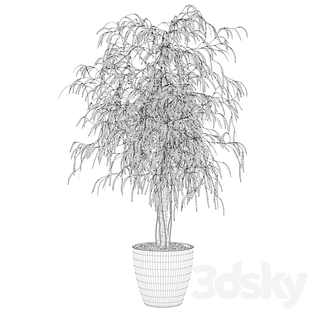 Plants collection 075 - ficus ali 3d