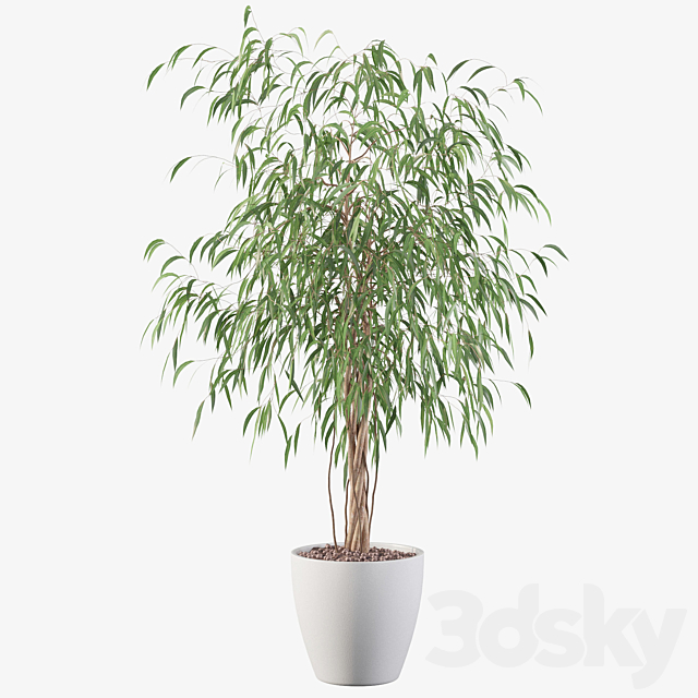 Plants collection 075 - ficus ali 3dsky