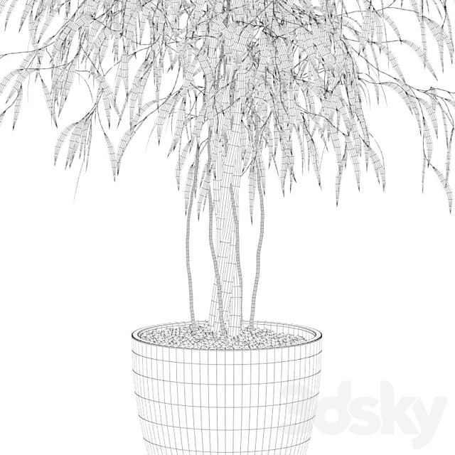 Plants collection 075 - ficus ali 3dskyfree