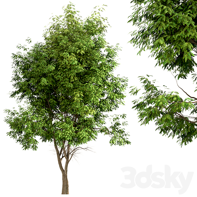 Set of Ash Trees (Fraxinus) (3 Trees) 3d