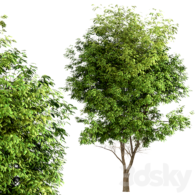 Set of Ash Trees (Fraxinus) (3 Trees) 3dsky