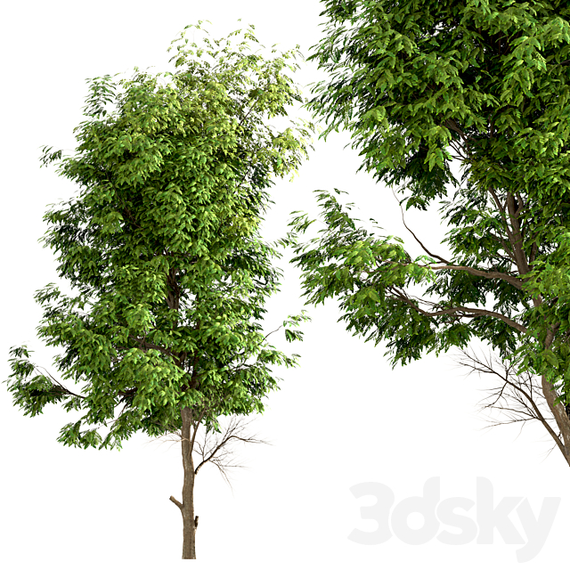 Set of Ash Trees (Fraxinus) (3 Trees) 3dskyfree