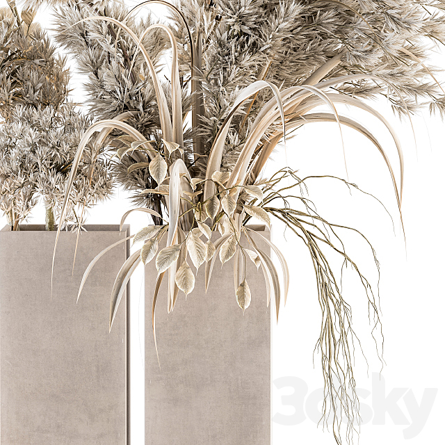Dry plants 39 – Dried Plant Pampas 3DSMax File - thumbnail 2