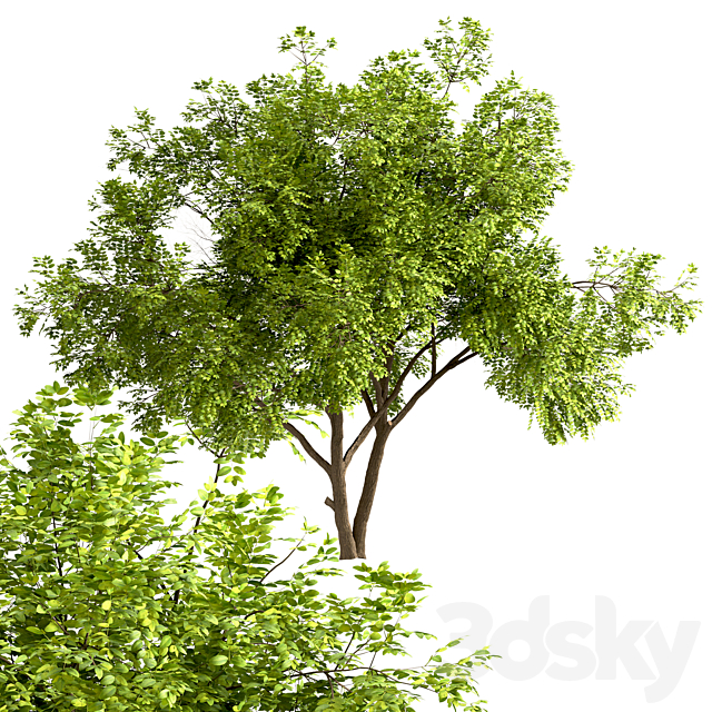 Set of Robinia Pseudoacacia Trees (Black Locust) (2 Trees) 3d