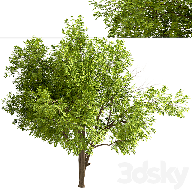 Set of Robinia Pseudoacacia Trees (Black Locust) (2 Trees) 3dsky