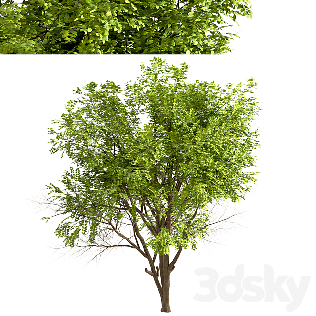 Set of Robinia Pseudoacacia Trees (Black Locust) (2 Trees) 3dskyfree
