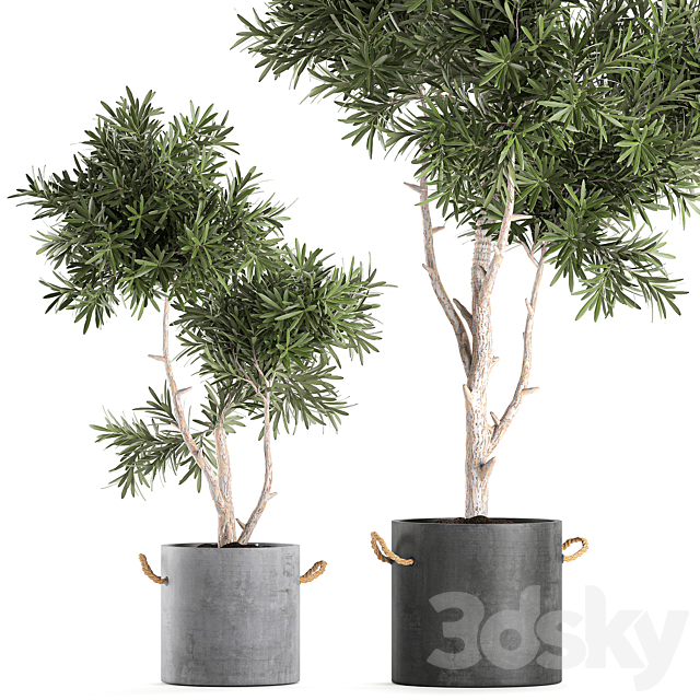 Decorative small tree in a black concrete pot. topiary. Set 741. 3d